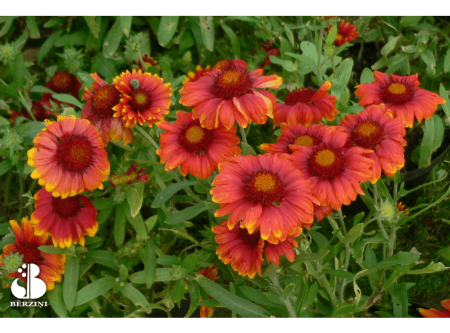 Gaillardia × grandiflora   'Arizona Red Shades'